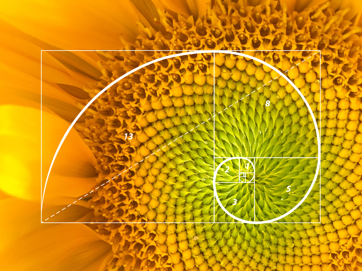 the-golden-ratio-teaser.jpg