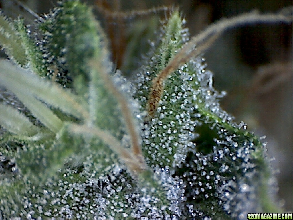 Trich01_2_.jpg