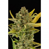 thumb_Dinafem_Critical_Cheese_Auto_Feminised_Seeds_.jpg