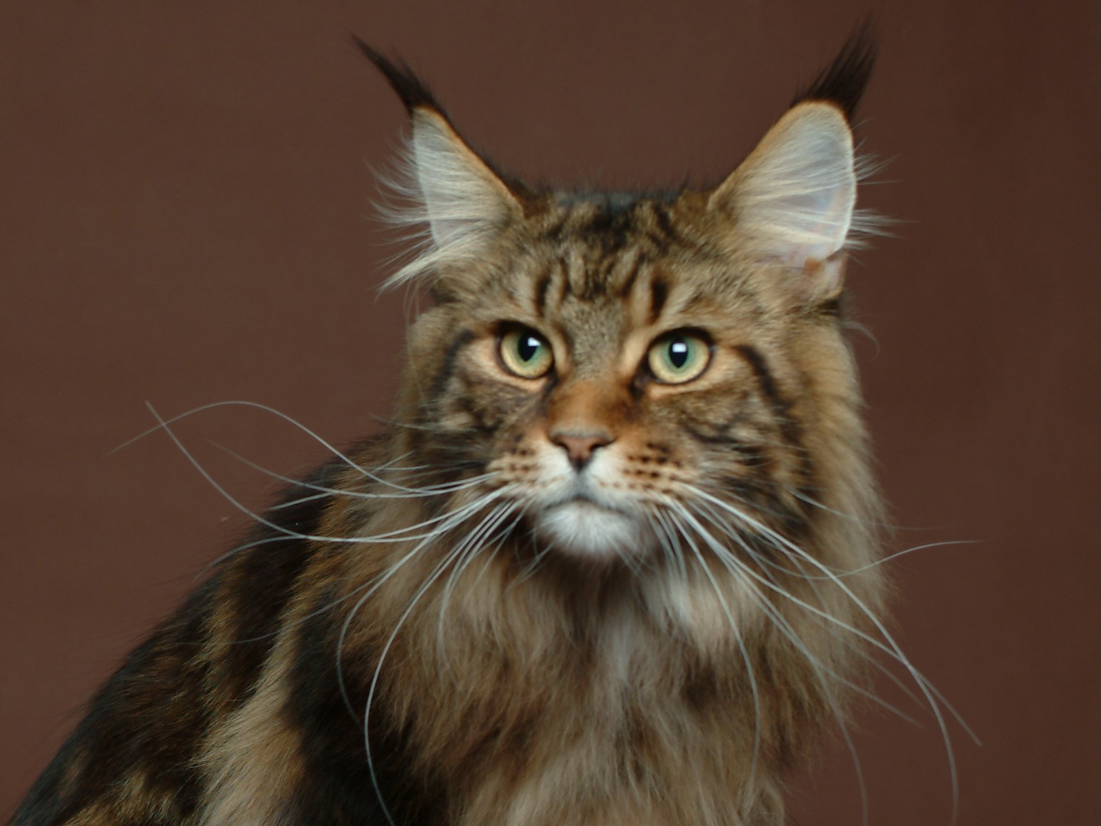 maine-coon-2.jpg