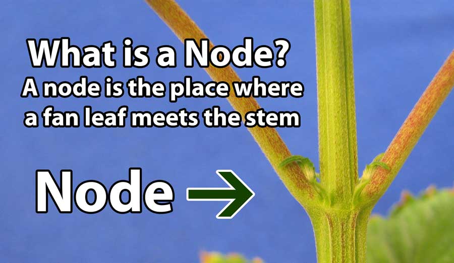 marijuana-node-explanation-manifold.jpg