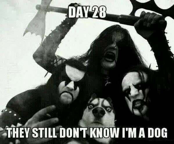 funny-pictures-death-metal-band-dog.jpg