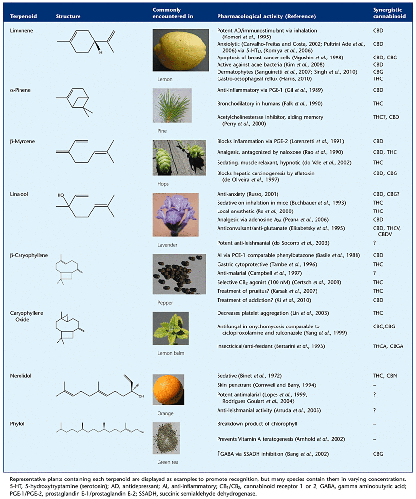 Synergistic terpenes. terpene info. terp.gif