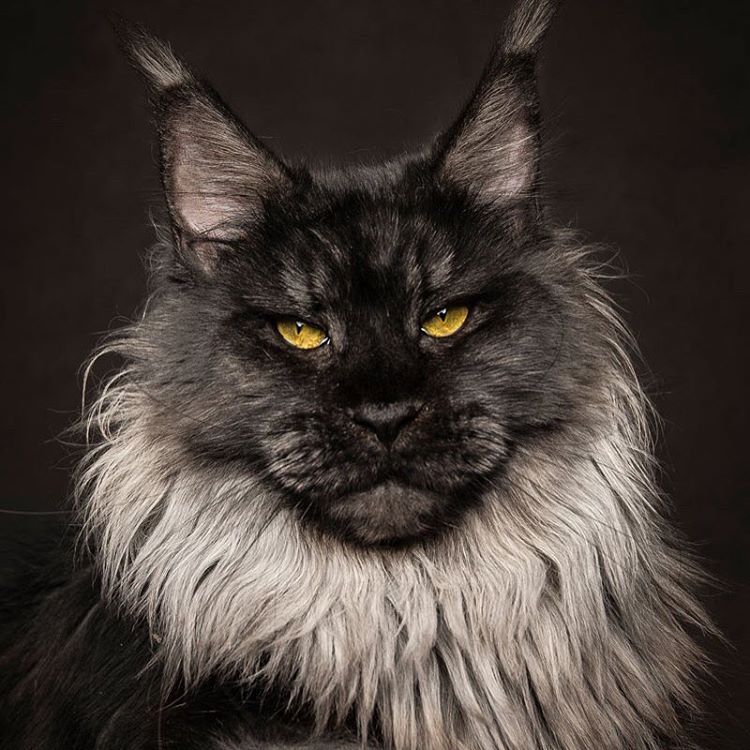 black-maine-coon-7.jpg