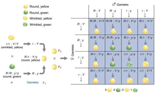 Dihybrid_cross.jpg