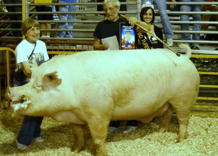 Worlds_Largest_Pig_007%20Small.jpg