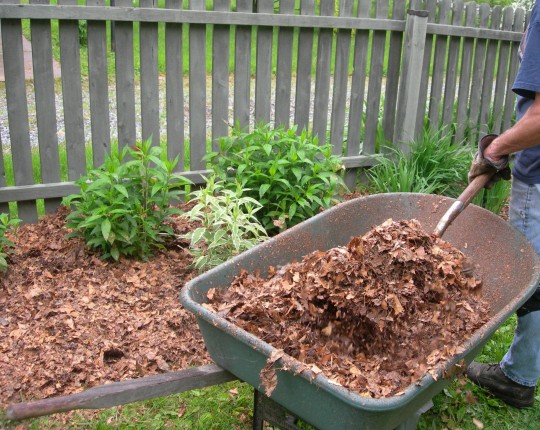 leaves-as-mulch.jpg