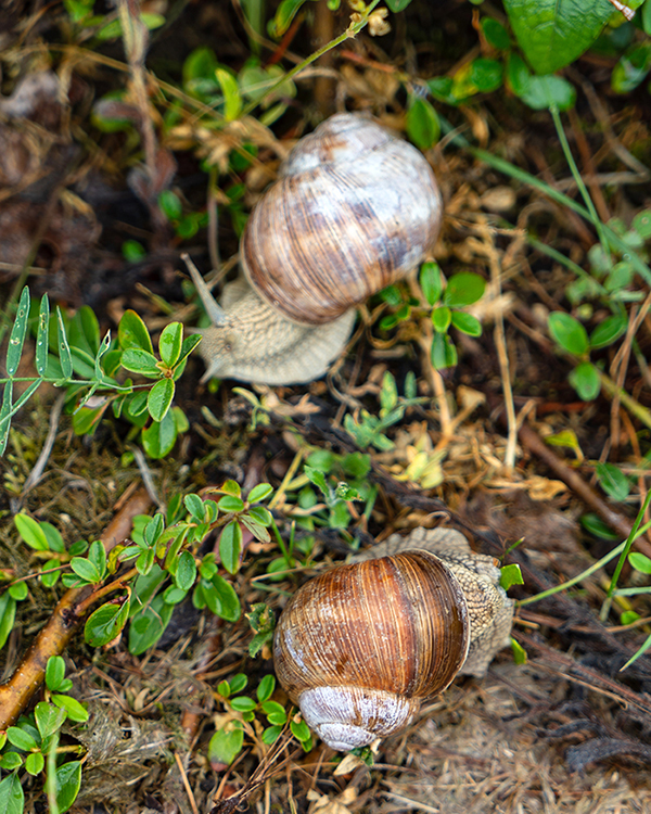 www.ediblecommunities.com