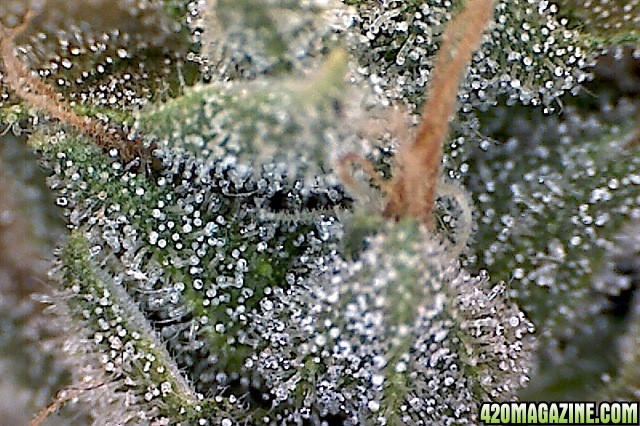 Trich011.jpg