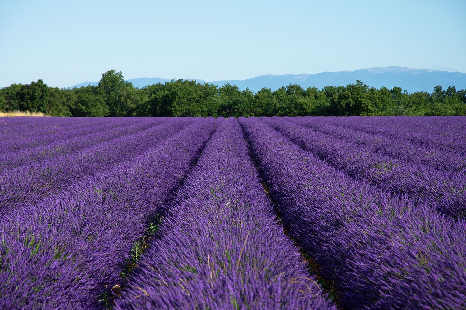 valensole08.jpg-nggid03801-ngg0dyn-1500x1000x100-00f0w010c010r110f110r010t010.jpg