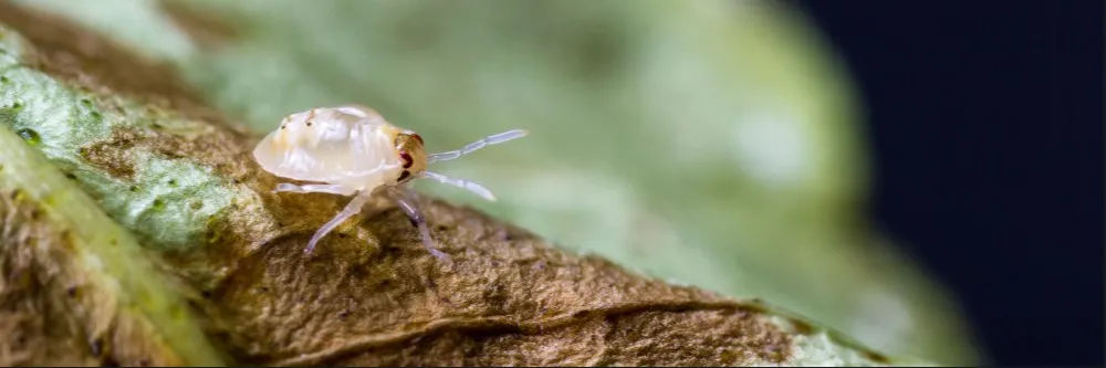 spidermite1_shutterstock.jpg