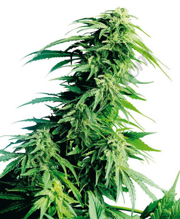 hindu-kush-sensi-seeds_6466_1_.jpg