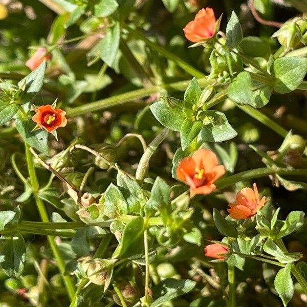 Lysimachia arvensis Flower