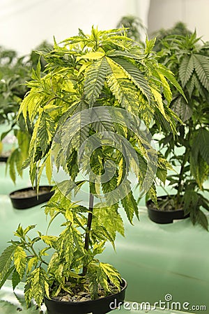 variegated-marijuana-cannabis-plant-16550777.jpg