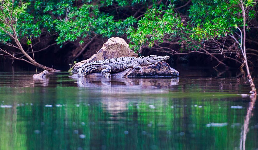 Daintree-Rainforest-North-Queensland.jpg