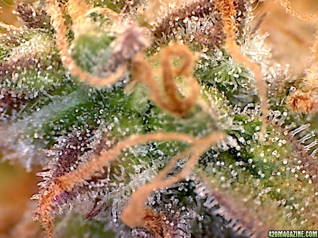 Trich110.jpg