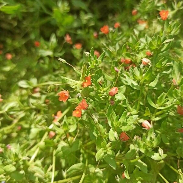 Lysimachia arvensis Flower