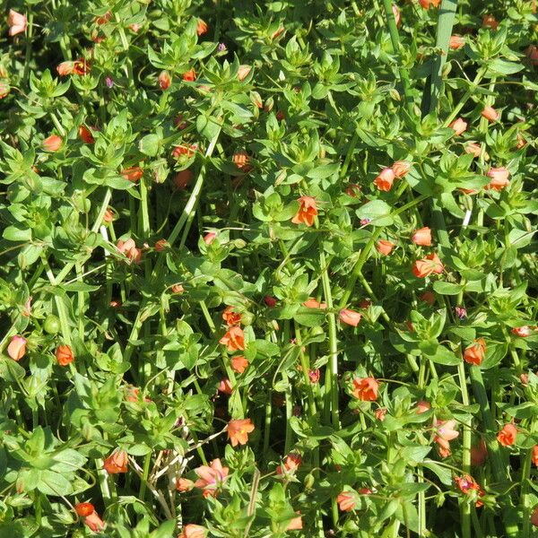 Lysimachia arvensis Habit