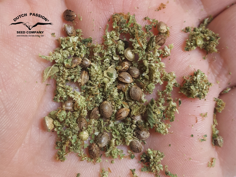 Cannabis seeds