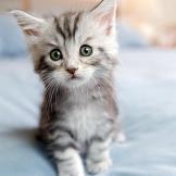10-kitten-cuteness-1.jpg