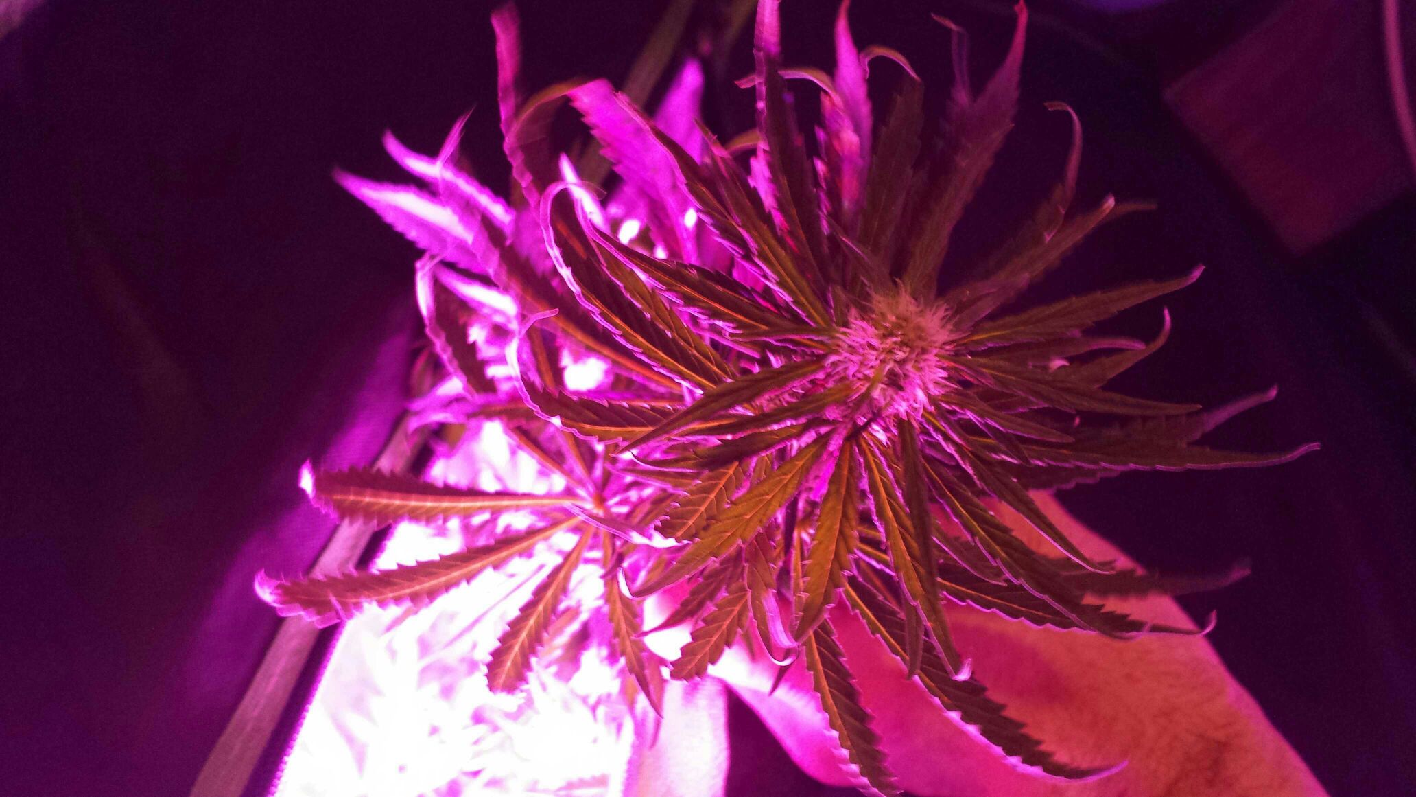 8f187a80764267f745cae132bcd4d498.jpg
