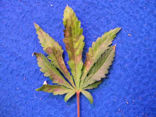 phosphorus-deficiency-bagseed-haze2-sm.jpg