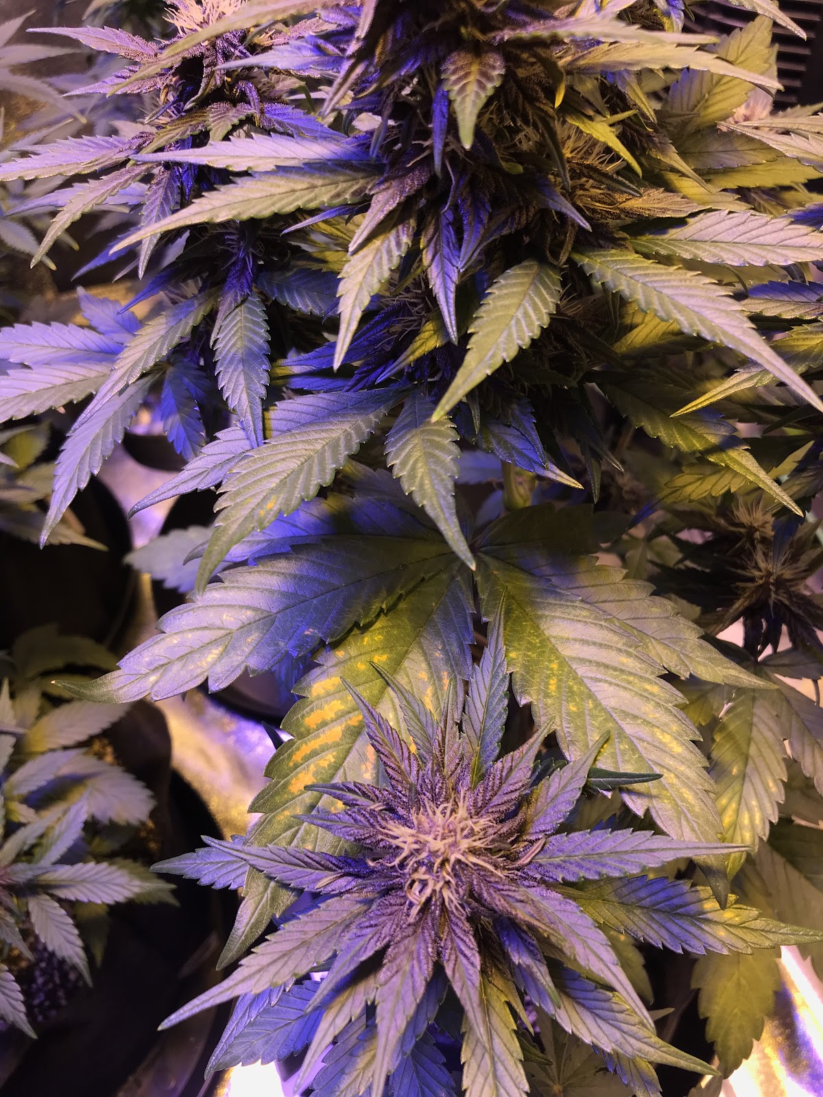 U_mi3GWpcjmYOtif7lyZ3Nya29nAxY9ooDiHE9Qhba8AIDFtTfSgRWFUIwdhyO6PBn35aHRBtH-QzePG2woV33w0lshS7FvJRliZjtGwlL2LOJjbbeYQ3jvECvuFsWLPiiSBlqg9