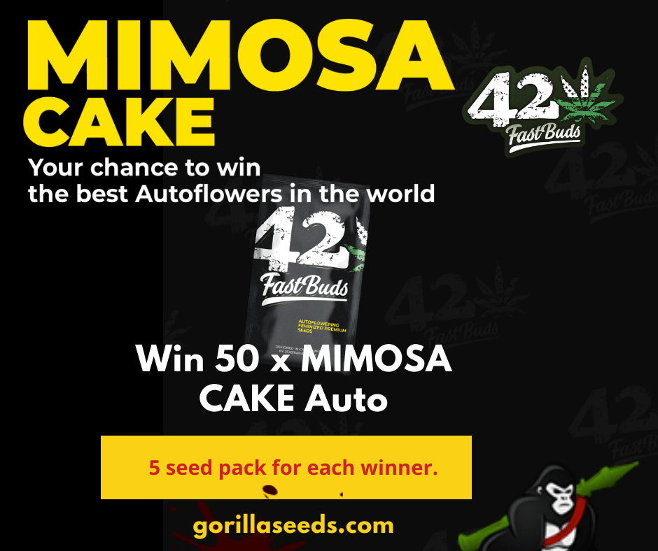 Win Mimosa Cake Auto Win Mimosa Cake Auto
