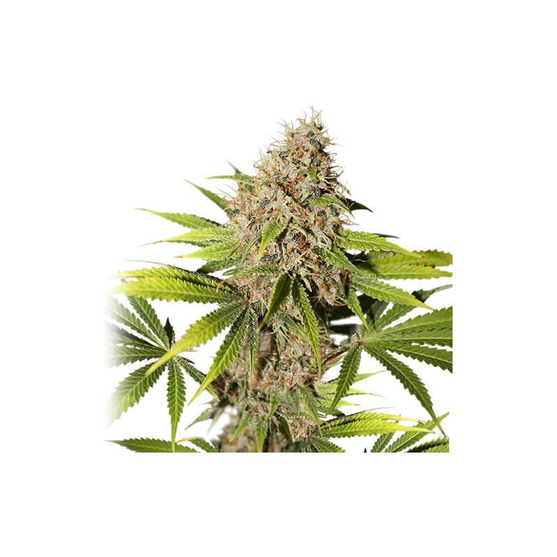 supersativaseedclub.com