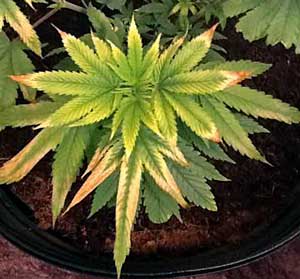 This cannabis seedling is being burned by too-close LED grow lights This cannabis seedling is being burned by too-close LED grow lights