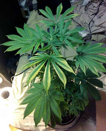 Cannabis suffering from light stress Cannabis suffering from light stress
