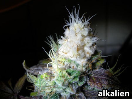 White tip of this albino cannabis plant is actually caused by light bleaching White tip of this albino cannabis plant is actually caused by light bleaching