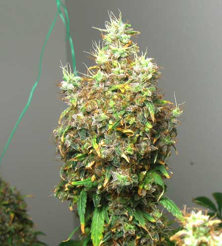 Example of a bud that is suffering from light burn from a too-close LED grow light Example of a bud that is suffering from light burn from a too-close LED grow light