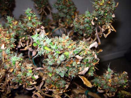 The sugar leaves on this LED-burnt cannabis bud are brown and crispy The sugar leaves on this LED-burnt cannabis bud are brown and crispy