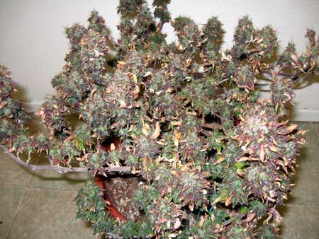 LED grow lights being kept too close caused this burn plant to grow red leaves and buds LED grow lights being kept too close caused this burn plant to grow red leaves and buds