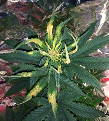 Example of yellow leaves curling and turning up due to light burn from a too-close LED grow light Example of yellow leaves curling and turning up due to light burn from a too-close LED grow light