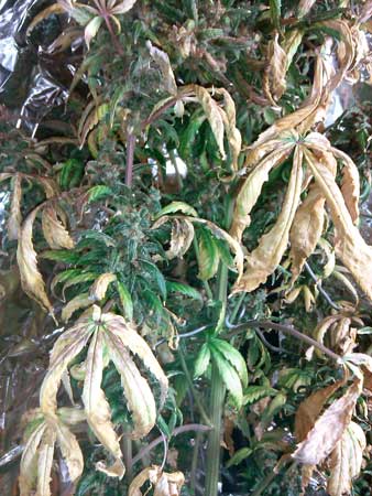 These leaves turned yellow and wilted from being too close to the LED grow light - light burn strikes again! These leaves turned yellow and wilted from being too close to the LED grow light - light burn strikes again!