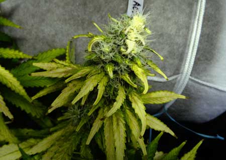 Bleached white cannabis bud Bleached white cannabis bud