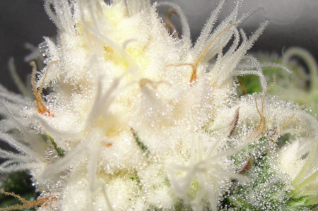A closeup of the bleached part of a cannabis bud that was given too high levels of light A closeup of the bleached part of a cannabis bud that was given too high levels of light