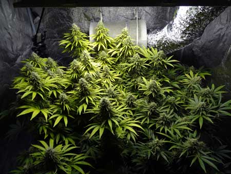 This plant has been light burned, as you can see by the yellow leaves at the top of the plant? This plant has been light burned, as you can see by the yellow leaves at the top of the plant?