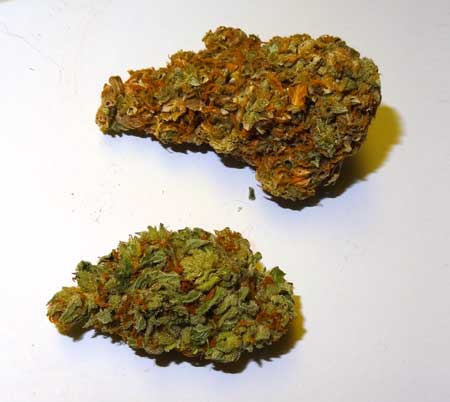 Light burned cannabis bud on top, and healthy cannabis bud below. The light burned bud has a brownish appearance, and yellow spots at the tops of sugar leaves Light burned cannabis bud on top, and healthy cannabis bud below. The light burned bud has a brownish appearance, and yellow spots at the tops of sugar leaves