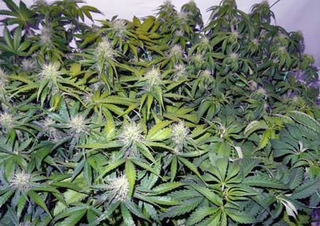 These cannabis plants are showing the symptoms of light burn - yellow leaves at the top of the plant caused by the grow light being too close These cannabis plants are showing the symptoms of light burn - yellow leaves at the top of the plant caused by the grow light being too close