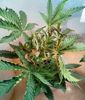 This cannabis seedling was burnt by light This cannabis seedling was burnt by light