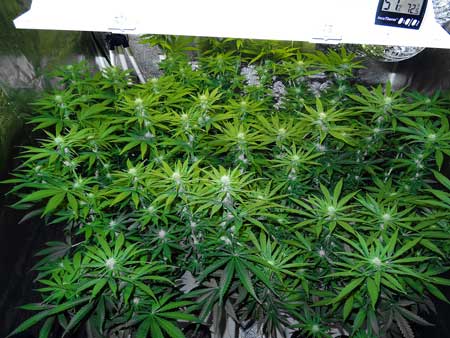 Even spacing of cannabis colas - no-technique plant training can achieve this! Even spacing of cannabis colas - no-technique plant training can achieve this!