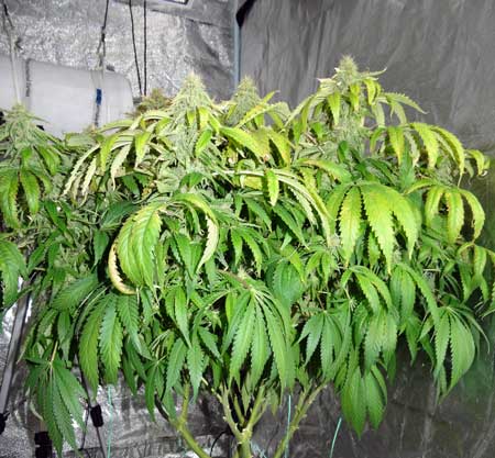 Example of cannabis plant with light burn. Although this is often confused for a Nitrogen deficiency, if the yellow leaves are appearing at the TOP of the plant, and the symptoms are worse directly under the grow lights, it may be a case of cannabis light burn Example of cannabis plant with light burn. Although this is often confused for a Nitrogen deficiency, if the yellow leaves are appearing at the TOP of the plant, and the symptoms are worse directly under the grow lights, it may be a case of cannabis light burn