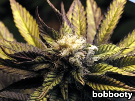 Text-book example of light bleaching cannabis making the buds white - this bleaching was caused by high-intensity LED grow lights Text-book example of light bleaching cannabis making the buds white - this bleaching was caused by high-intensity LED grow lights