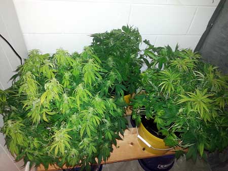 LED light burn is causing yellow leaves at the top of these cannabis plants in the flowering stage LED light burn is causing yellow leaves at the top of these cannabis plants in the flowering stage