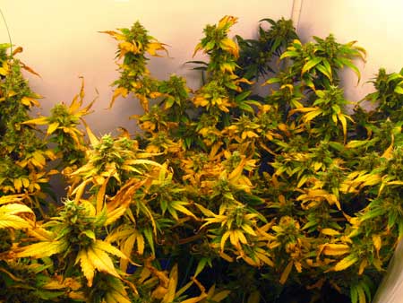The yellow leaves and brown edges/tips are caused by LED grow light burn - the lights were kept too close, which burned the plant The yellow leaves and brown edges/tips are caused by LED grow light burn - the lights were kept too close, which burned the plant