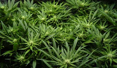 Example of a cannabis plant that is getting too high levels of light so all the leaves are pointing up Example of a cannabis plant that is getting too high levels of light so all the leaves are pointing up