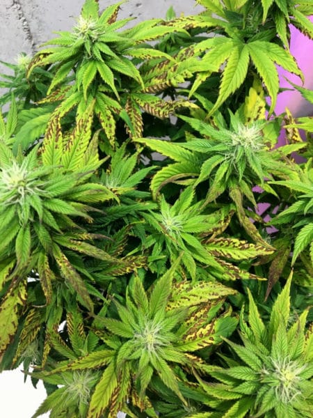 Example of light burn on a cannabis plant caused by the LED grow light being kept too close Example of light burn on a cannabis plant caused by the LED grow light being kept too close